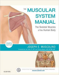 The Muscular System Manual: The Skeletal Muscles of the Human Body,4/e